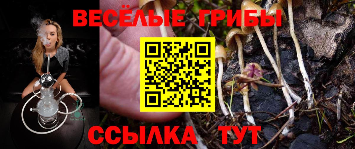 Псилоцибиновые грибы Psilocybine cubensis Малоярославец